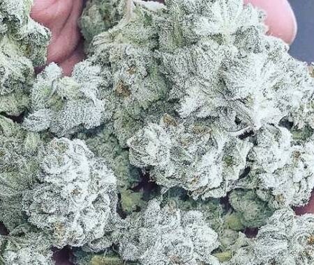 Buy White Rhino Weed Strain in Melbourne Australia via Telegram Vendor